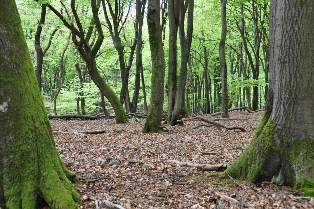 Op Boszicht Genieten Van De Rust & Natuur Putten Zewnętrze zdjęcie